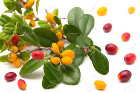 Image result for Diospyros ferrea