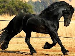 Just Love These Horses With There Long Hair And Hair One There Hooves Friesian Horse Beautiful Horses Horse Breeds