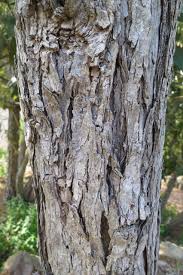 Image result for Tarchonanthus trilobus