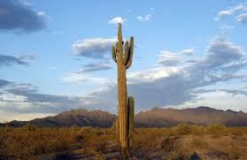 A saguaro cactus basking in a setting sun adorns the security. Https Www Azcentral Com Story News Local Phoenix 2015 02 09 Phoenix Arizona Bucket List 25 Things To Do 22876733 2020 02 07t19 40 45 32z Https Www Gannett Cdn Com Media 2015 02 09 Phoenix Phoenix 635590818838961011 Phxdc5