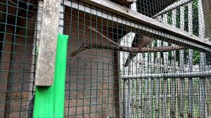 Check spelling or type a new query. Cara Membedakan Ciri Ciri Tekukur Jantan Dan Betina Dengan Mud By Laliga Channel