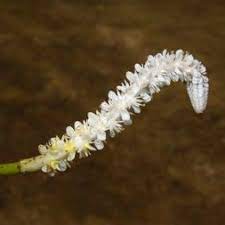We did not find results for: Aponogeton Crispus Thunb A Submerged Leaves With Inflorescence B Download Scientific Diagram