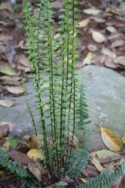 Image result for Asplenium actiniopteroides