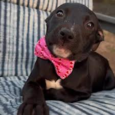 Vermont English Bulldog Rescue