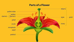 Pollination Pollination Parts Of A Flower Pollen