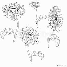 We have collect images about gerbera daisy drawing outline including images, pictures, photos, wallpapers, and more. Gerbera Daisy Or Chamomile Flowers Set Drawn By Ink Silhouette Flowers On White Background Hand Drawn Vector Illustration Stock Vector Adobe Stock