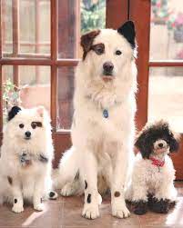Dog with a blog stars genevieve hannelius as avery jennings, stephen full as stan and blake michael as tyler james. Dwab Stan With His Puppies Dog With A Blog Cute Animals Animals