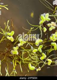 Image result for Wolffiella