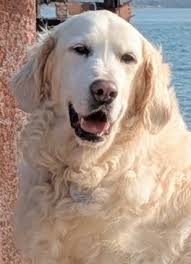 Watching Duracell Dylan Dylan with his artyfartyfact s at Lepe makes  Princess Dolly very happy. Here are some pictures from last Wednesday's  visit.