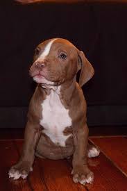 The puppy should be getting about ¼ of a cup at each of the 4 meals, adding up to around 2 cups total for the day until 3 months, when he will be growing faster and needs more calories. How Much To Feed A Pitbull Puppy Spencer Quinn