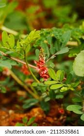 Image result for Indigofera hendecaphylla