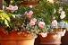 Growing Climbing Roses In Pots