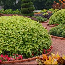 Out of the several plant options for shade gardening are small trees, shrubs, and bushes. 10 Top Shade Plants Shade Loving Plants For Your Garden Proven Winners