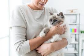 I know that because i have a cat and she has cat cancer right know. Does Your Cat Have Cancer Here Are The Warning Signs You Need To Know