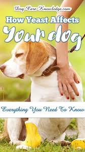 Pin On Dog Owner Guides And Goodies