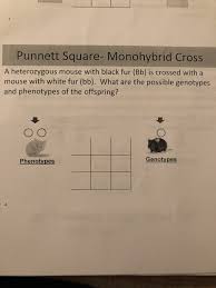 Monohybrid cross (law of dominance and law of segregation). Solved Punnett Square Monohybrid Cross A Heterozygous Mo Chegg Com