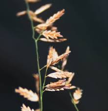 Image result for Eragrostis inamoena