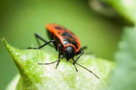 189 marketing jobs available in grand rapids, mi on indeed.com. Best Pest Control In Wyoming Mi Mapquest