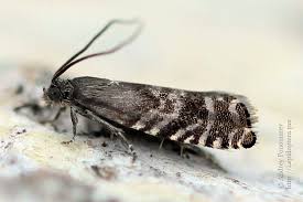 Image result for Cydia strobilella