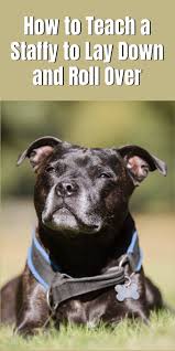How To Teach A Staffy To Lay Down And Roll Over Staffordshire Bull Terrier Bull Terrier Dog Training Obedience