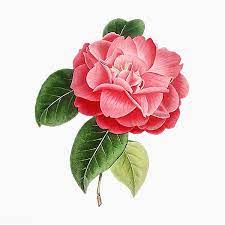 Pink Camellia Rose Flower Vector Premium Image By Rawpixel Com Flower Illustration Rose Flower Camellia Flower