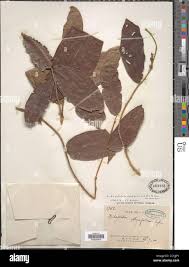 Image result for Pauridiantha dewevrei