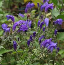 Image result for Strobilanthes