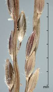 Image result for Digitaria complanata