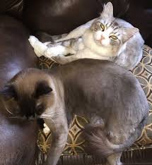 See more of siamese cat rehoming service australia on facebook. Bonded Ragdoll Cats For Adoption Sherman Tx Meet Coco And Snickers