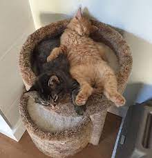 Cute Cats Insist On Sleeping Together Even After Outgrowing Their Beloved Cuddle Bed Kitten Beds Cute Cats Cats