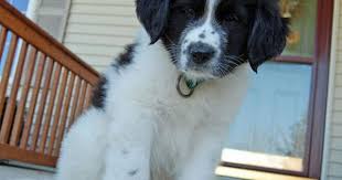 Black And White Great Pyrenees Jasper The Newfoundland Mix Part Newfoundland And Great Pyrenees Newfoundland Puppies Newfoundland Newfoundland Dog