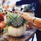 Pumpkin Succulent Workshop at Fiore Winery event image
