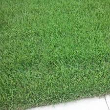 This fine textured grass has been called the most beautiful zoysia on the market today. turfgrass professionals and consumers alike often note zeon's wow factor. Palisades Zoysia Buy Sod Sod Solutions Homeowner