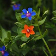 Image result for Anagallis barbata