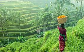Di indonesia sudah banyak sekali jenis tanaman padi unggul yang beredar, mulai dari jenis padi inpara (padi rawa), padi inpago (padi gog. 10 Negara Pengeluar Beras Paling Besar Di Dunia Iluminasi