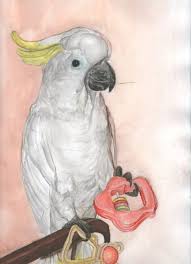 Dessin Cacatoes A Huppe Jaune Cacatoes Dessin Huppe