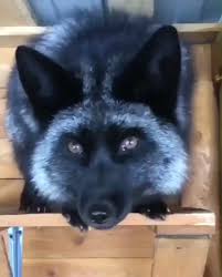 Beautiful Video Cute Baby Animals Cute Funny Animals Animals Beautiful