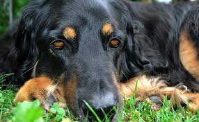 Pour maintenir votre chien en bonne santé ✅ site géré par des vétérinaires ✅ livraison rapide. L Epilepsie Chez Le Chien Causes Symptomes Traitement Et Prevention