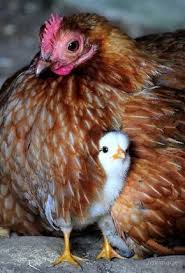 29 Wonderful Photos That Show Off Animal Motherhood Hayvan Bebekler Hayvan Evcil Hayvanlar
