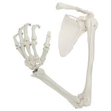 A dolphin's flipper, a bird's wing, a cat's leg, and a human arm are considered homologous structures. Axis Scientific Life Size Human Arm Skeleton With Clavicle Scapula And Articulated Hand Anatomy Model