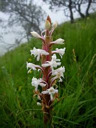 Image result for Satyrium