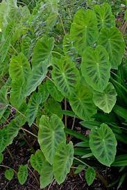 However, you can easily grow it in a garden or containers for its eatable leaves and corms. Pin On Products