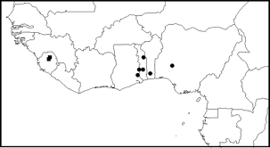 Image result for Pseudovigna