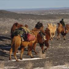 The colour of their bodies helps them to blend into their environment. Ranges Choijin And Tsogerdene Heading Into The Gobi On Camel Back Download Scientific Diagram