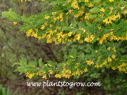 Image result for Vigna pygmaea