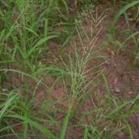 Image result for Leptochloa uniflora