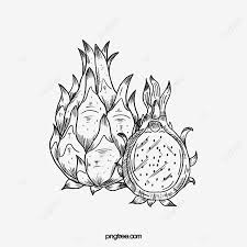 Draw a big pair of anime eyes for the cute dragon. Dragon Fruit Line Drawing Cartoon Illustration Seasonal Fruits Dragon Fruit Line Drawing Cartoon Illustration Png Transparent Clipart Image And Psd File For Free Download
