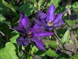 It are fully double flowering clematis cultivars of which clematis dancing queen and clematis dancing king has been introduced in 2007 and 2008. Clematis Guiding Star Clematis Guiding Star Baumschule Horstmann