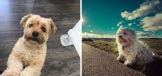 She has a solid chocolate coat with a single small wisp of white on her chin and a patch of white on her chest. Havanese Breeders In Connecticut Gateway Havanese