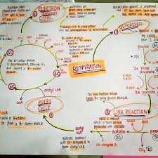 Levels Of Biological Organization From Smallest To Largest Mindmap For Biology Amazing Study Tool Biology Classroom Biology Teacher Science Biology